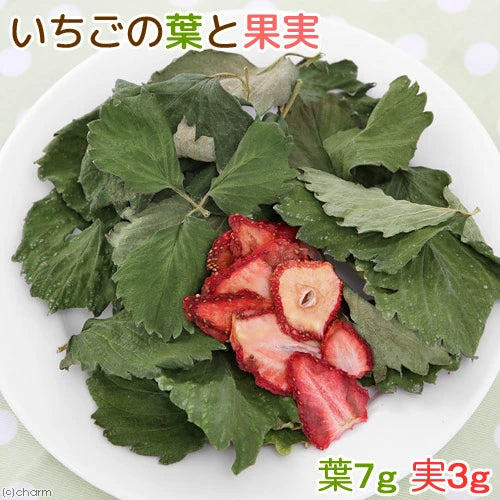 日本Leaf Corp 草莓葉和果實