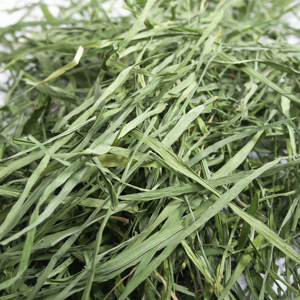 日本Leaf Corp 脆嫩綠燕麥草 100G