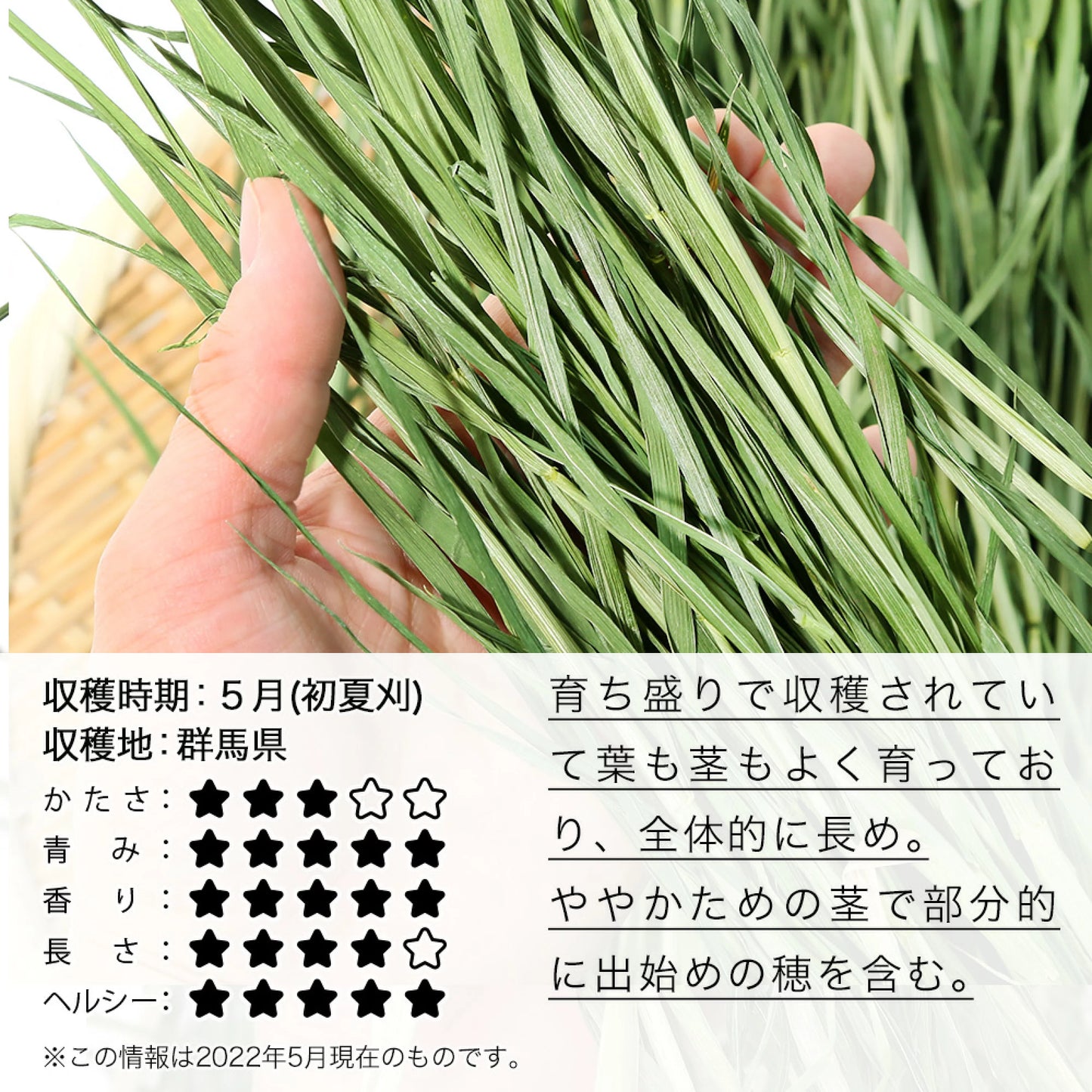 日本Leaf Corp 上癮小麥若葉 小麥草