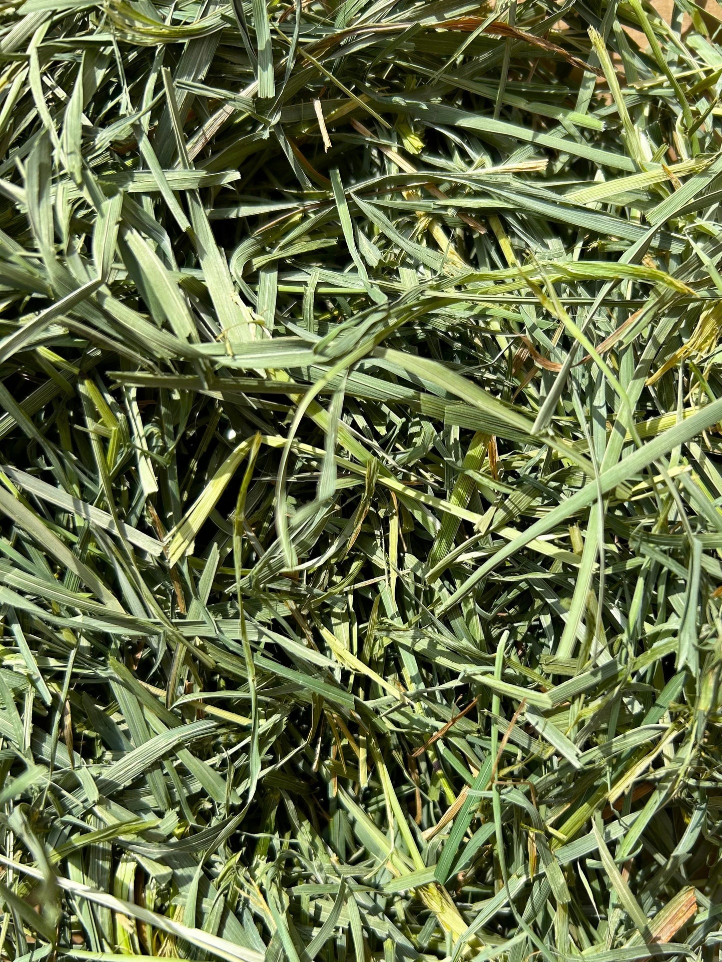 美國Round Lake Farm Premium 混合草(提摩西+果園) (510G/1.3KG)