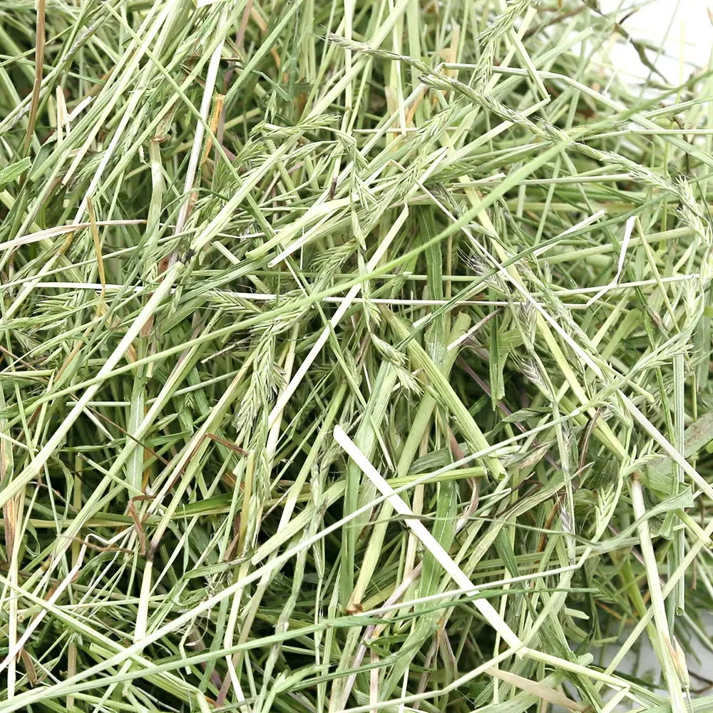 日本Leaf Corp 青割黑麥草300G