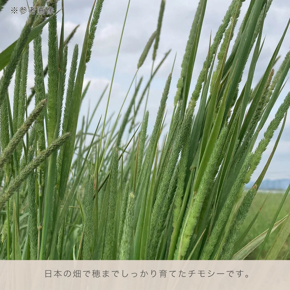 日本Leaf Corp 青割提摩西100G