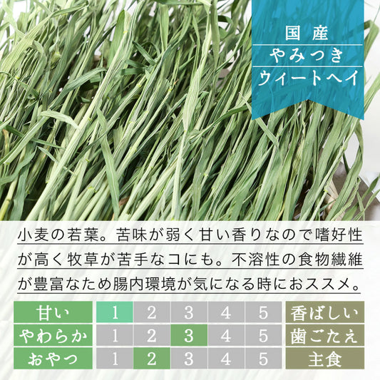 日本Leaf Corp 上癮小麥若葉 小麥草