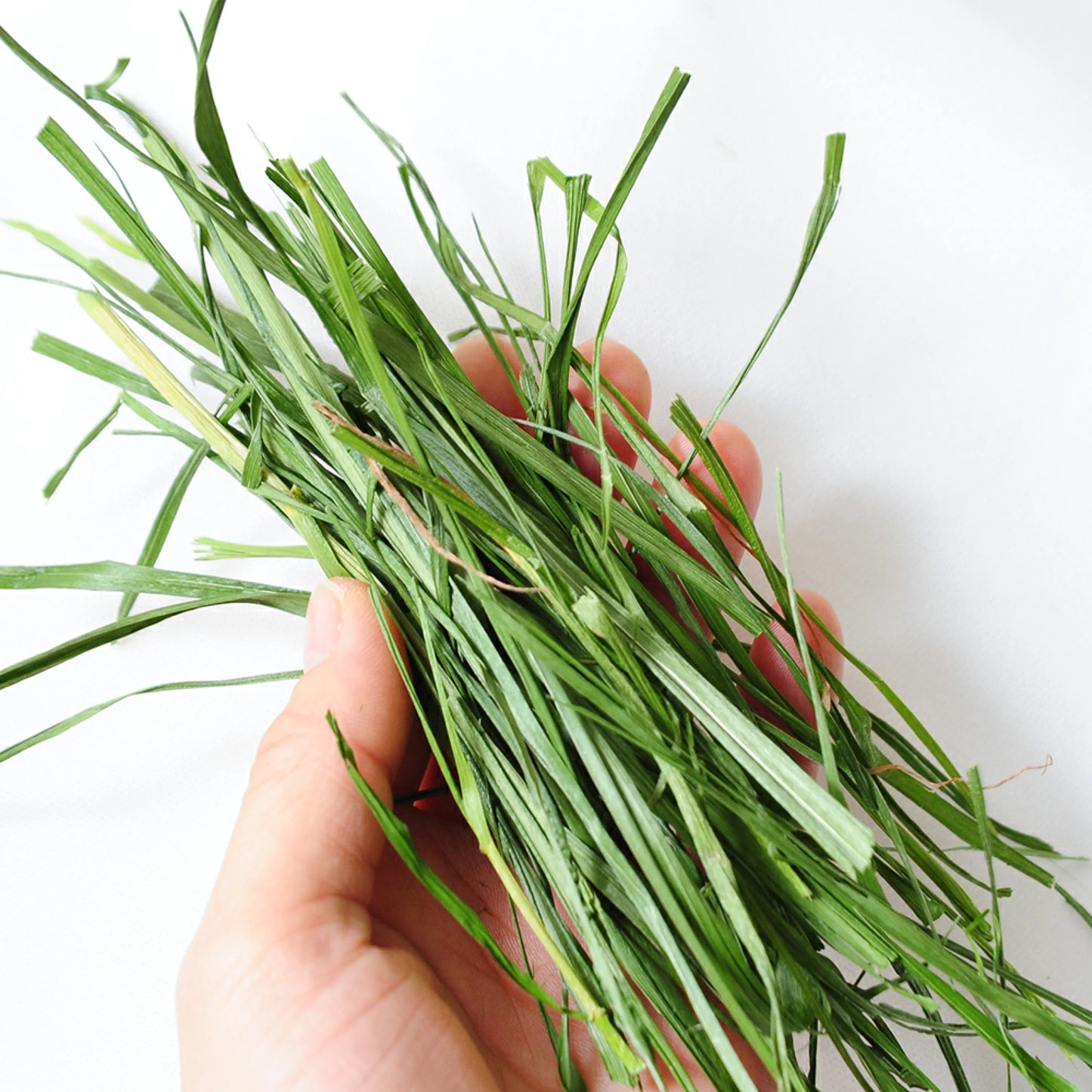 日本Leaf Corp上癮黑麥草 100G
